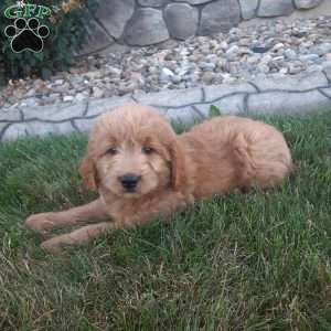 Duke, Mini Goldendoodle Puppy